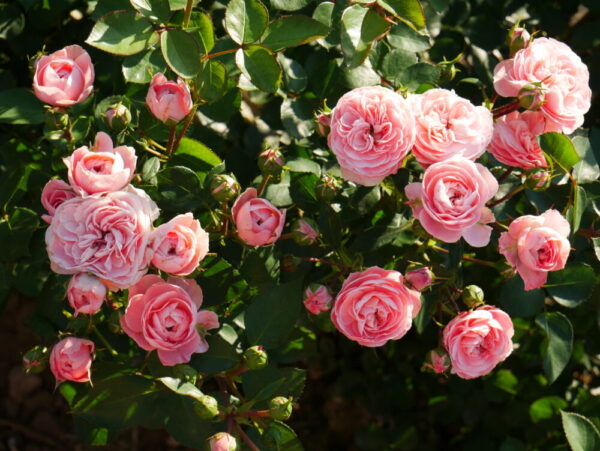 Peenraroos 'Bailando' P21 Eestis kasvatatud