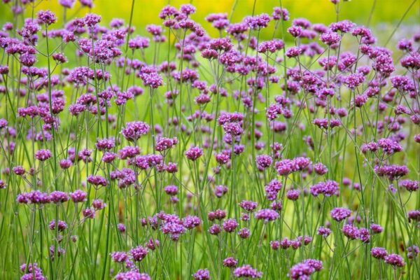 Argentiina raudürt P12