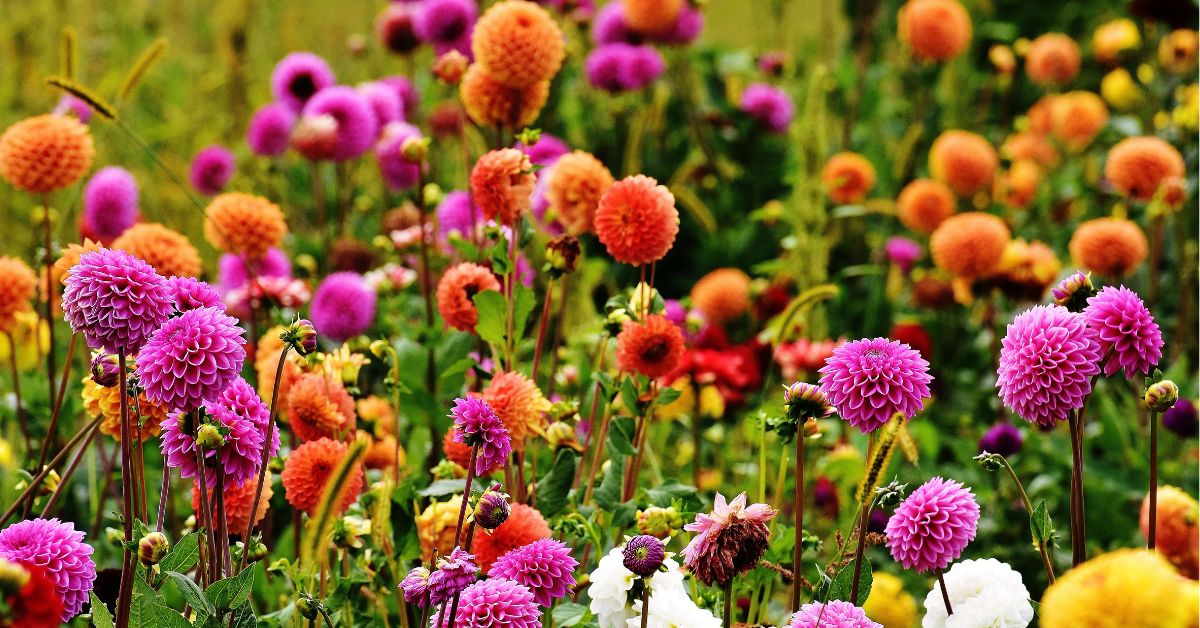 8 daaliat rõdule ja terrassile