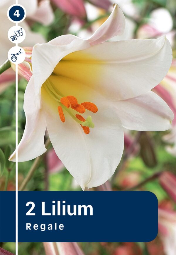 Trompetliilia 'Regale' 2tk