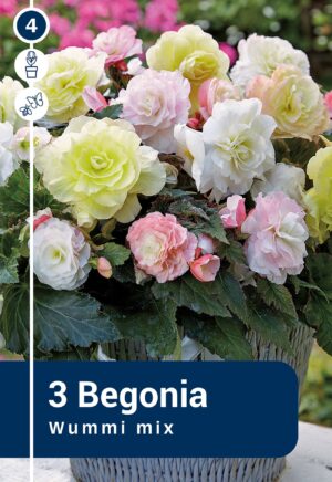 Begoonia ‘Wummi Mix’ 3tk