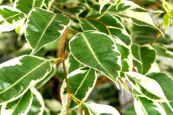 Bensoe-viigipuu 'Twilight' P21 75cm