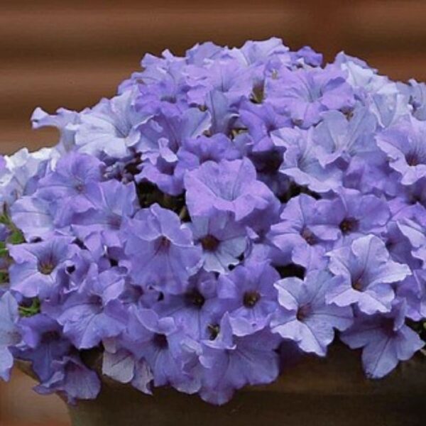 Petuunia 'Surfinia Heavenly Blue' 10tk