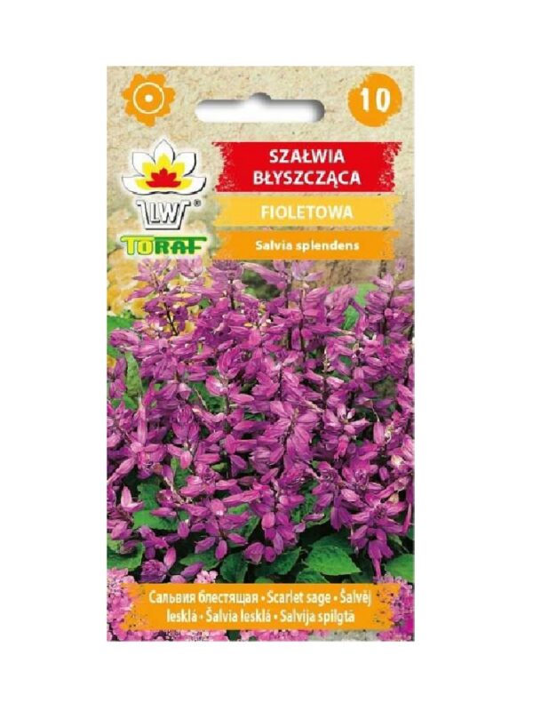 Leeksalvei 10tk violetne