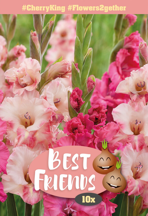 Best Friends #CherryKing gladiool 10tk