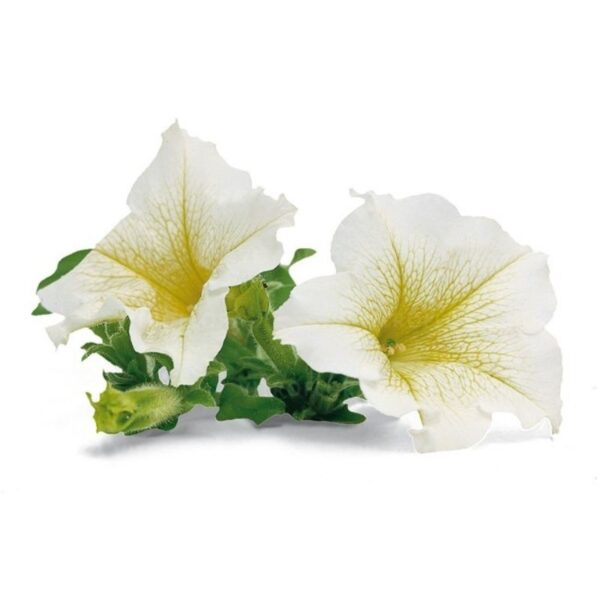 Petuunia 'Surfinia Lime' 10tk