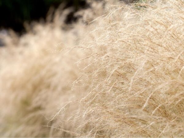 Jõhv-stepirohi 'Pony Tails' P14 Eestis kasvatatud