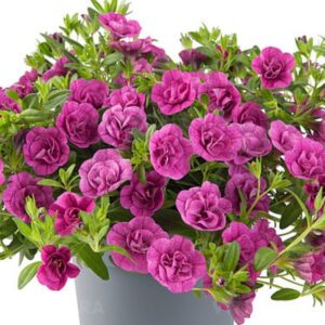 Puispetuunia ‘Twist Double Magenta’ 10tk