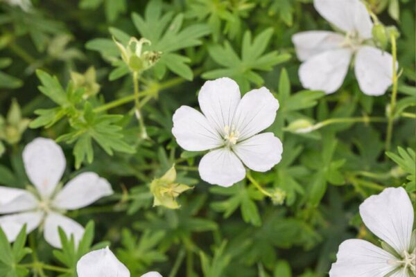 Alpi aster 'Albus' P12