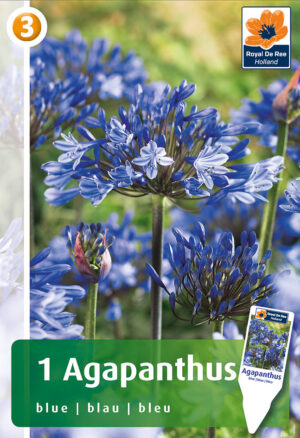 Lembeliilia, sinine 1tk