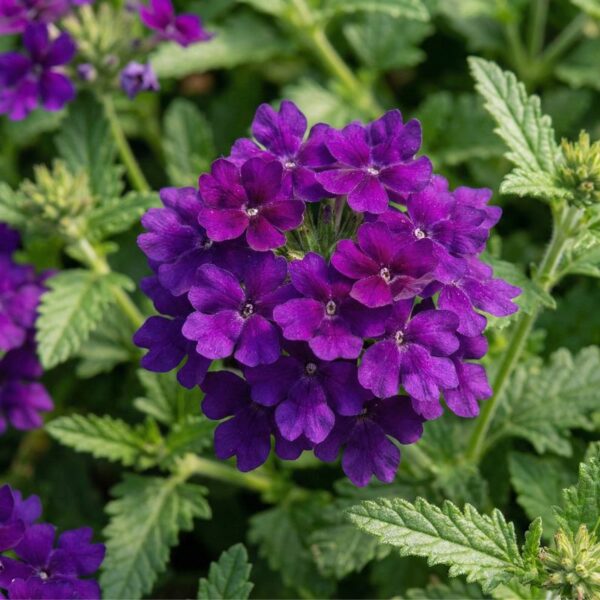 Aed-raudürt 'Lindolena Blue' 10tk