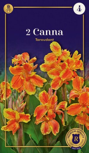 Kanna ‘Taroudant’ 2tk