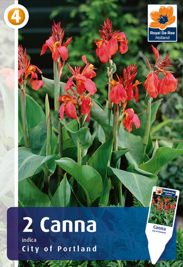 India kanna 'City of Portland' 2tk