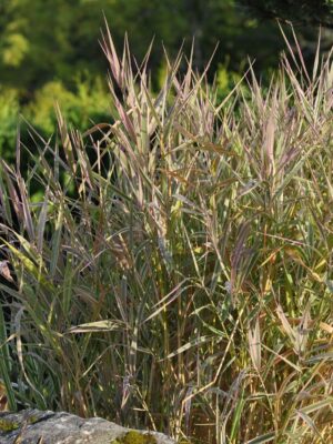 Päideroog (paelrohi) ‘Picta’ P17 Eestis kasvatatud