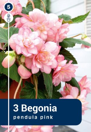 Ripp-begoonia roosa 3tk
