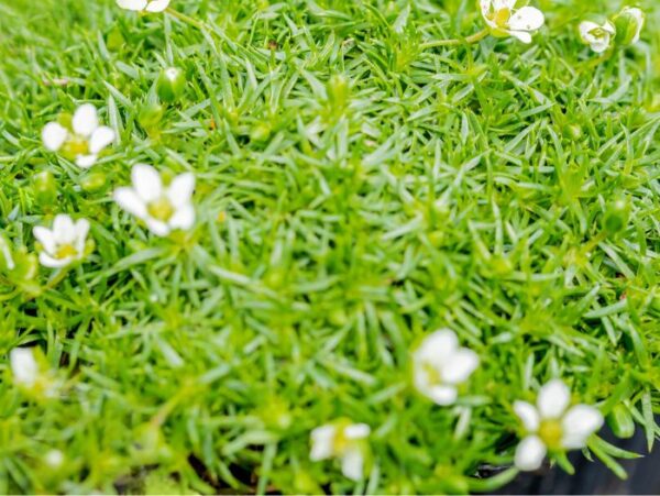 Nõeljas kesakann P12 Eestis kasvatatud