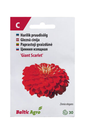 Pruudisõlg ‘Giant Scarlet’ 30s