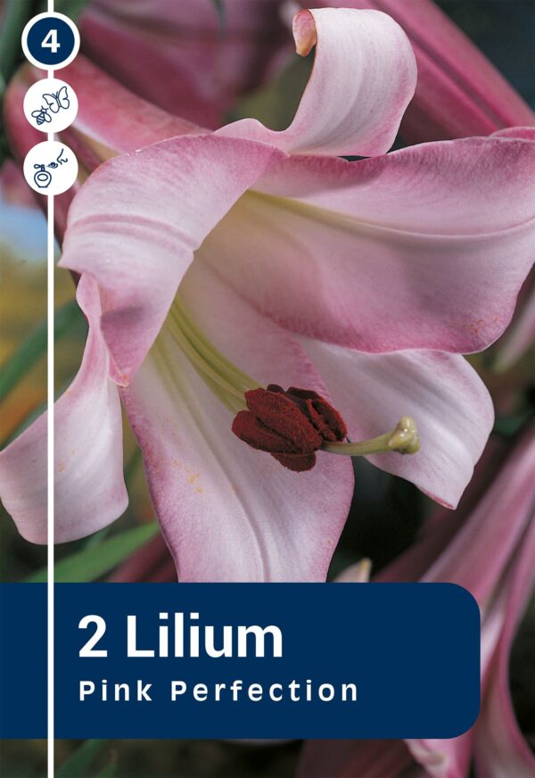 Trompetliilia 'Pink Perfection' 2tk