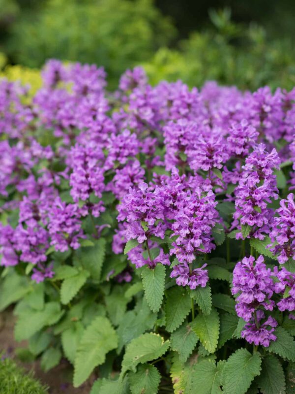 Suureõieline tõnnike 'Superba' P12 Eestis kasvatatud