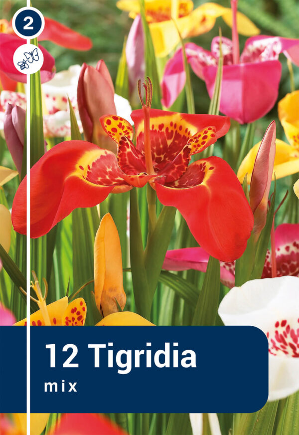 Harilik tiigerlill 12tk