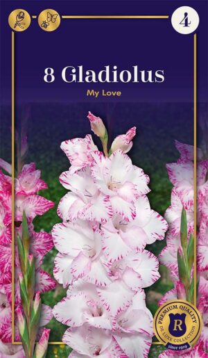 Gladiool ‘My Love’ 8tk