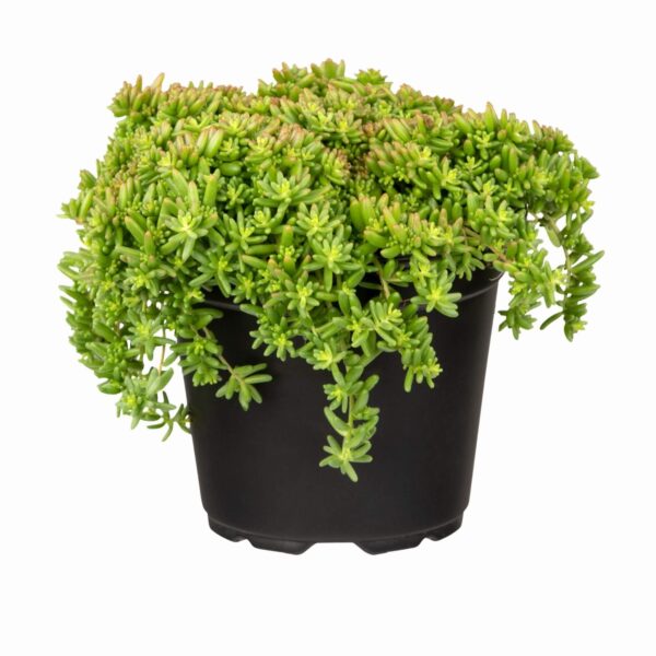 Valge kukehari 'Coral Carpet' P12 Eestis kasvatatud