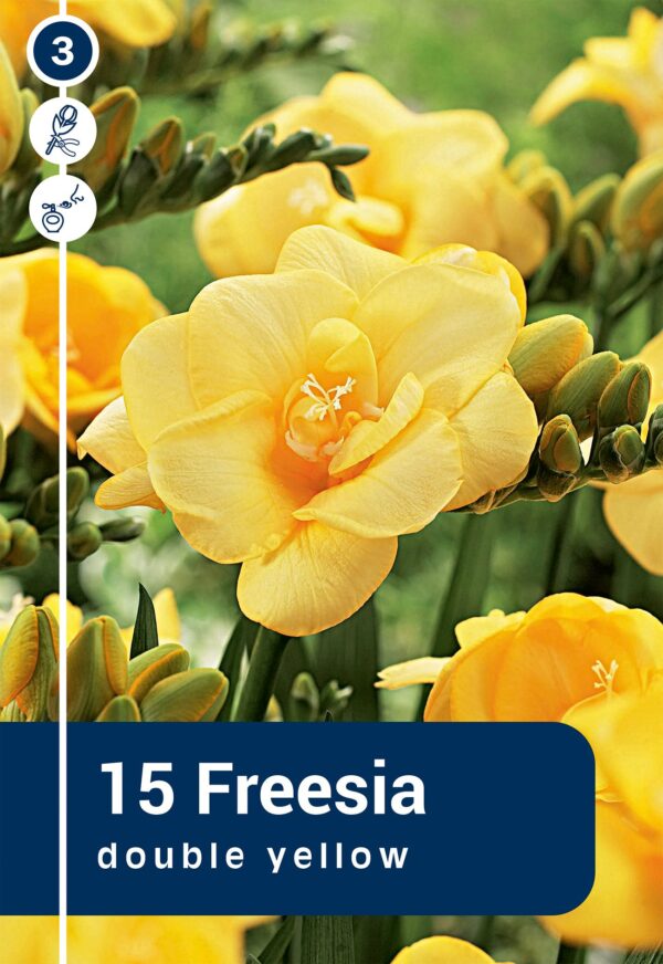 Freesia täidisõieline kollane 15tk