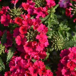 Aed-raudürt ‘Lindolena Magenta’ 10tk