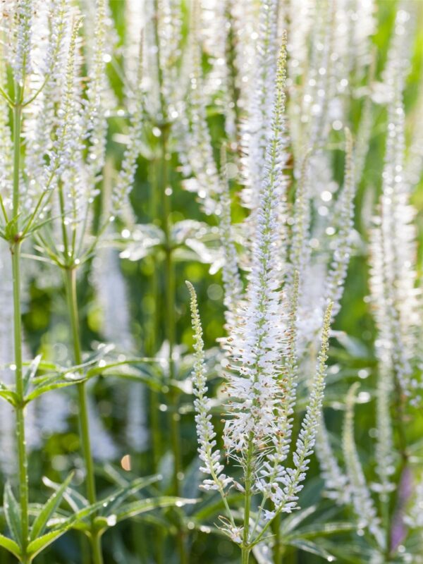 Kassisaba 'Snow Candles' P14 Eestis kasvatatud