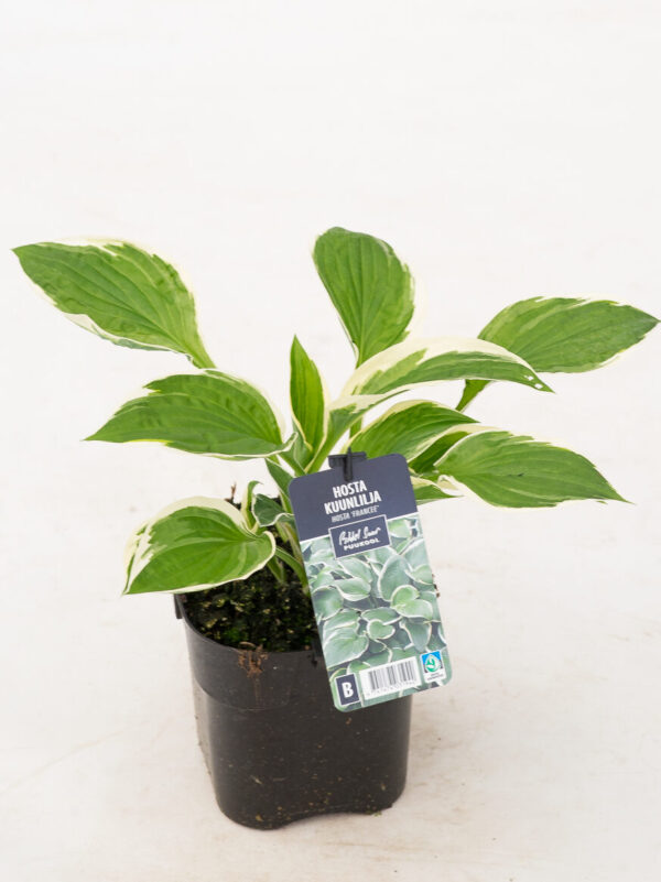 Hosta 'Francee' P14 Eestis kasvatatud
