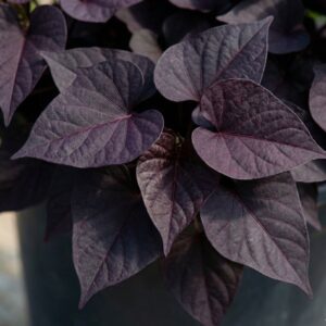 Ilubataat ‘Black Heart’ 10tk