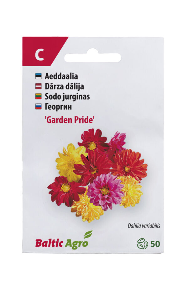 Daalia 'Garden Pride' 50s