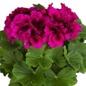 Suureõieline pelargoon ‘Burghi’ 10tk