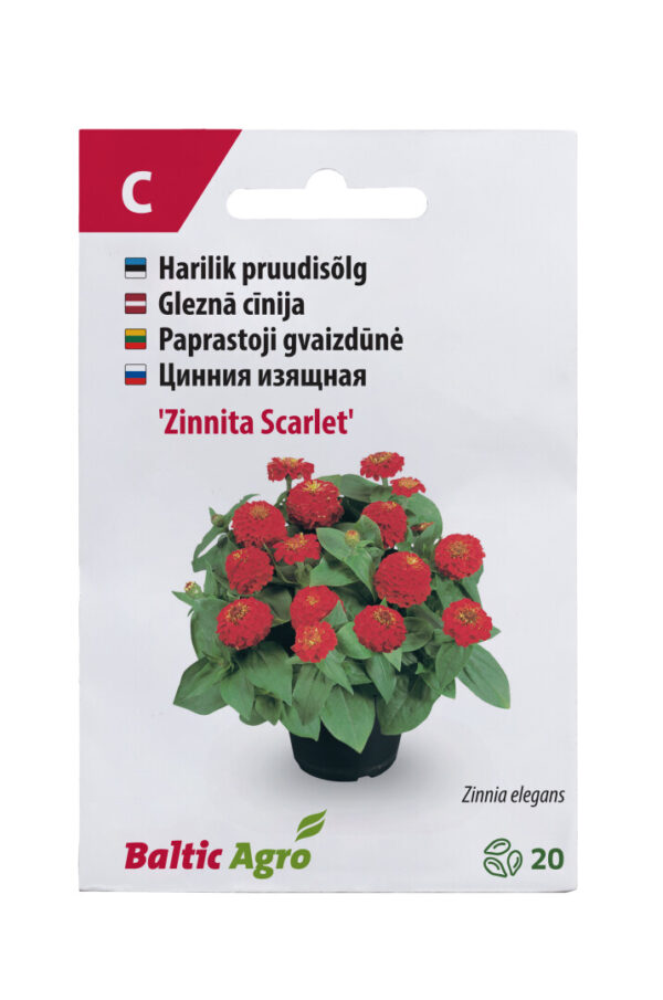 Pruudisõlg 'Zinnita Scarlet' 20s