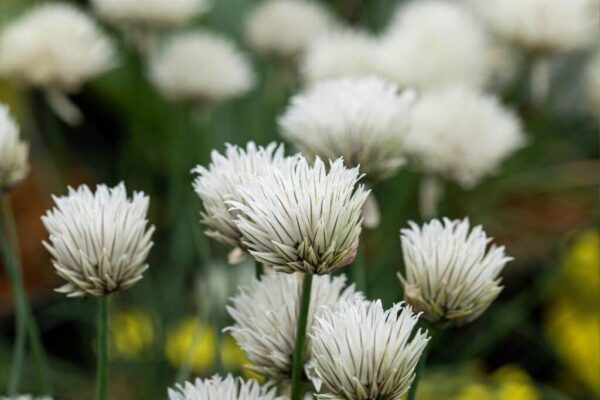 Murulauk 'Elbe' P12 Eestis kasvatatud