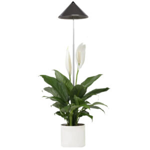 Taimelamp Sunlite 7W 120° hall