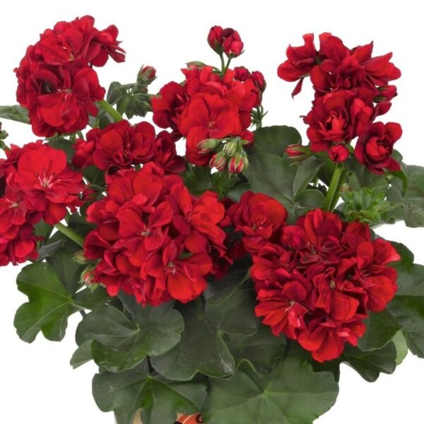 Ripp-pelargoon 'Great Balls of Fire™ Dark Red' 10tk