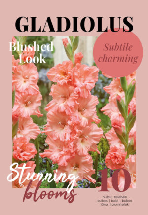 Gladiool ‘Blushed Look’ 10tk