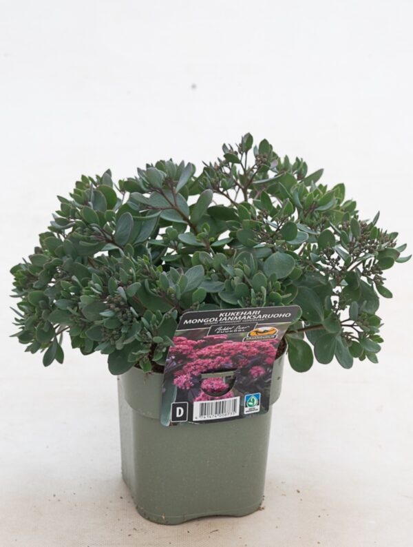 Kukehari 'Superstar'® P14 Eestis kasvatatud