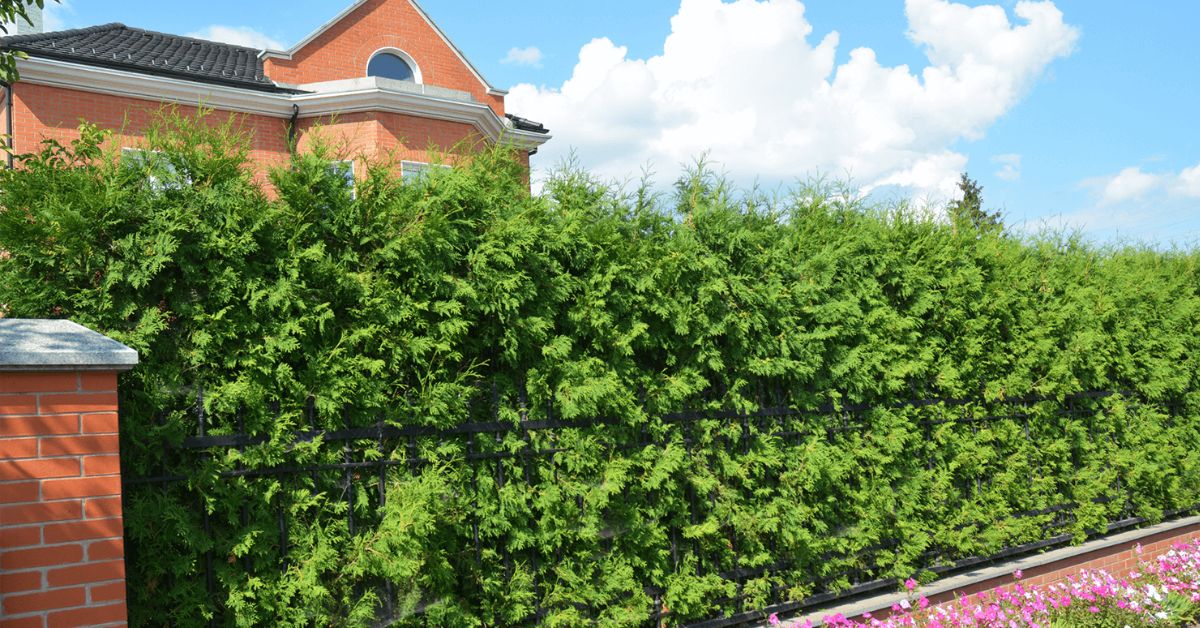 Elupuuheki rajamine Eestis