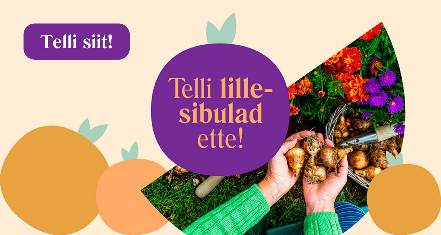 Telli lillesibulad ette!
