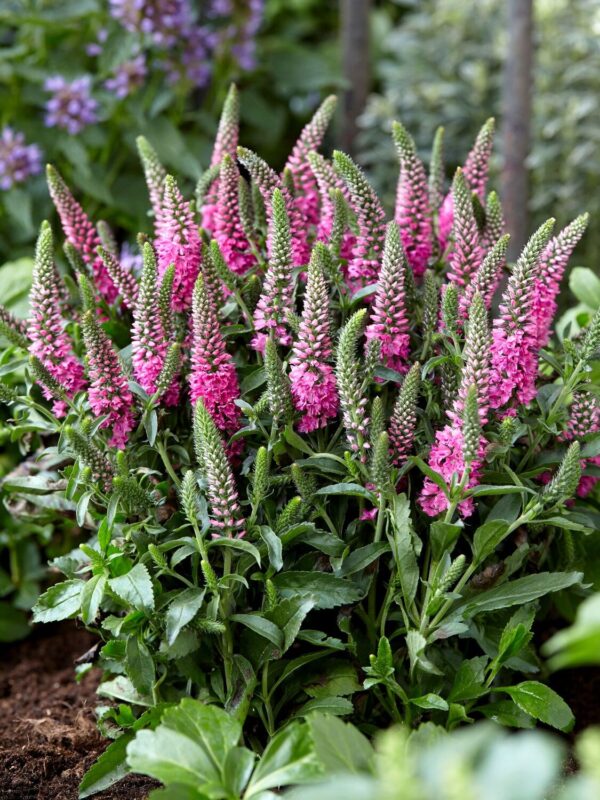 Kassisaba 'Bubblegum Candles' P17 Eestis kasvatatud