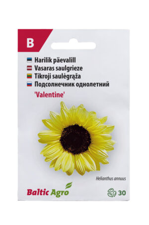 Päevalill ‘Valentine’ 30s