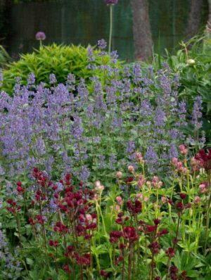 Suureõiene naistenõges ‘Summer Magic’® P17 Eestis kasvatatud