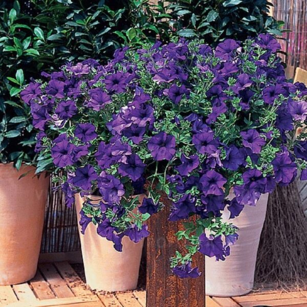 Petuunia 'Surfinia Blue' 10tk