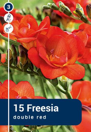Freesia täidisõieline punane 15tk