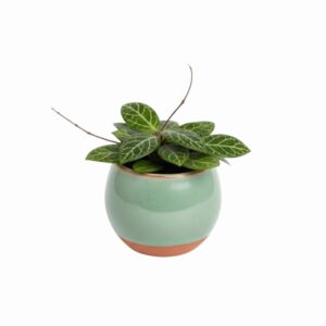 Vahalill ‘KAL 16’ P6