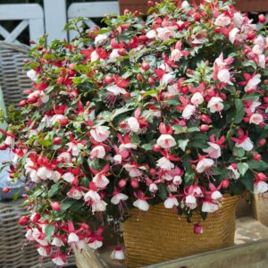 Fuksia ‘Aroyo Grande’ 10tk