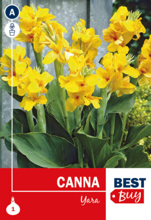 Kanna ‘Yara’ 1tk