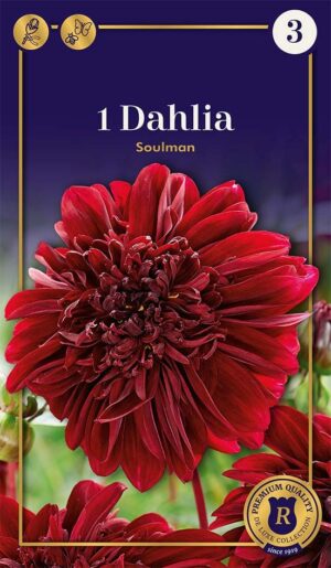 Daalia ‘Soulman’ 1tk